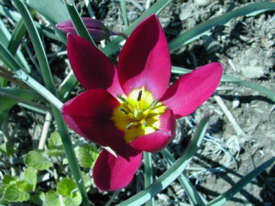 Tulipa_violacea_offen_1.jpg