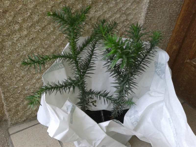 Araucaria_1.jpg
