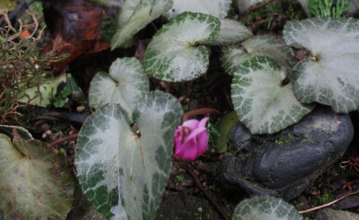 Cyclamen_purpurascens__..._21.12.14_013.jpg