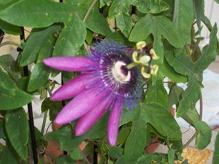 passiflora2.jpg