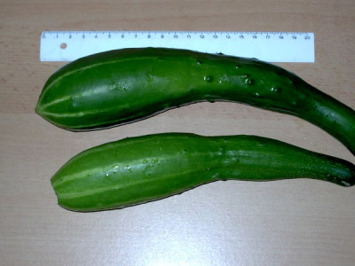 Gurken.Ernte29_.07.05_002.jpg