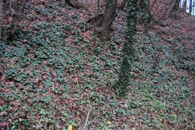 wald_dezember.JPG