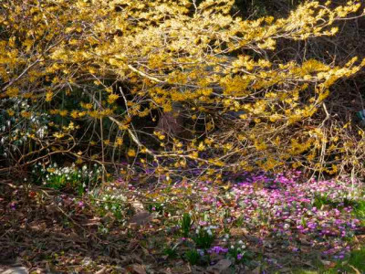 Hamamelis_Orange_Beauty_2014.jpg