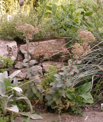 2005-07-_sedum_welches.jpg