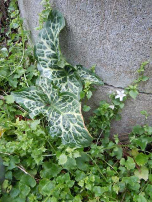 Wintergrune_Stauden_004.JPG