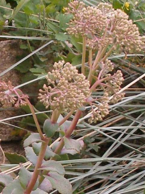 2005-07-_sedum_welches_blatt_und_knospen.jpg
