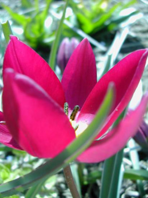 Tulipa_violacea_offen.jpg