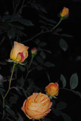 lady_of_shalott_26.12.JPG