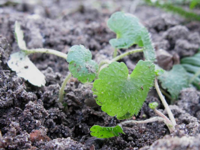 Chysosplenium_1024x768.jpg