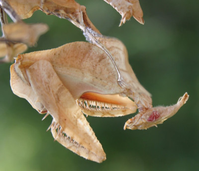IMG_0934_eIdolomantis_diabolica_Kopf.JPG