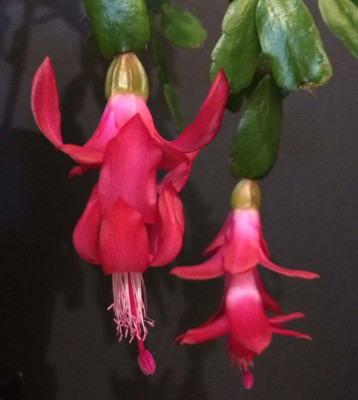 Schlumbergera_Welling_Cherry_12-2014_1200x1200_80KB.jpg