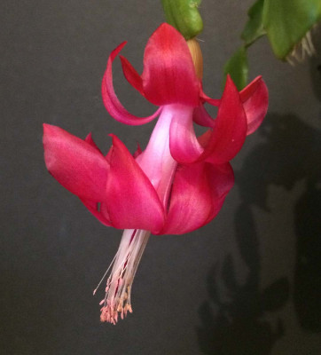 Schlumbergera_russelliana_12-2014_1200x1200_80KB.jpg