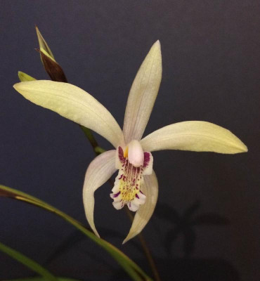 Bletilla_Coritani_12-2014_1200x1200_80KB.jpg