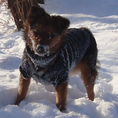 smallsnowdog.jpg