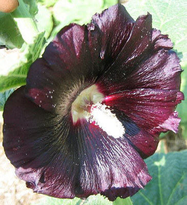Althea_Rosa_Nigra.jpg