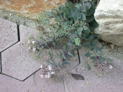 S3_4938_86.jpg