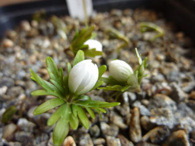 Eranthis_p._2-01.01.2014.jpg
