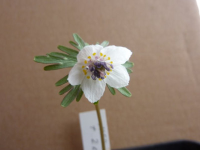 Eranthis_p._1_01.01.2014.jpg