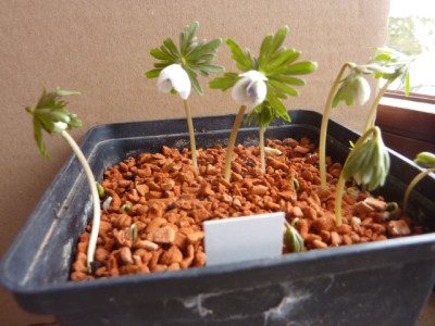 Eranthis_pinnatifida_01.01.2014.jpg