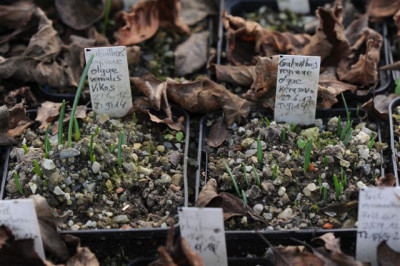 Galanthus_reginae-olgae_Jgpfl._20141223.jpg