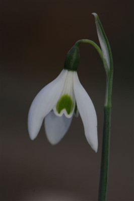 Galanthus_reginae-olgae_20141223_1.jpg