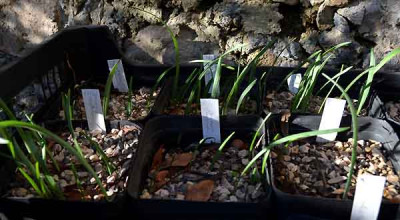 Galanthus_Aussaat_2013_15-01-03.jpg