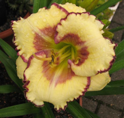 H.WebofIllusion.jpg