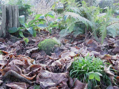 Waldgarten_Januar_15_2_1024x768.jpg