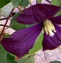 clematis.JPG