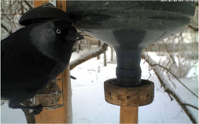 Vogelkamera1.jpg