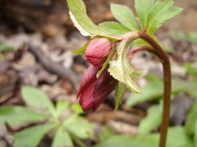 helleborus_roter_januar_80.jpg