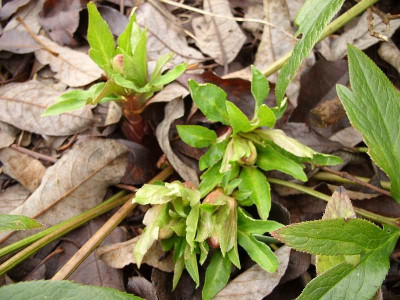helleborus_neon_picotee_80.jpg
