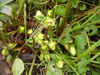 helleborus_fruehlingssonne_80.jpg