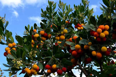 Arbutus_2014_kl.jpg