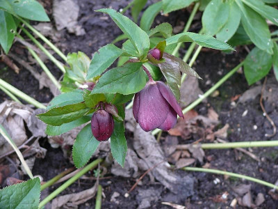 helleborus_im_januar_2015-01-04_346.jpg
