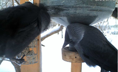 Vogelkamera2.jpg