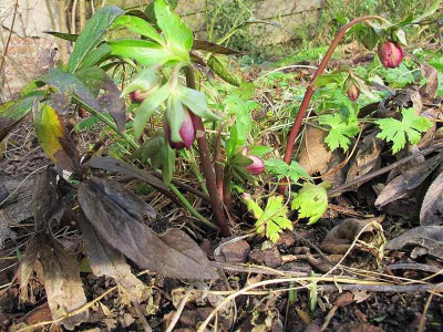 helleborus_m_80.jpg