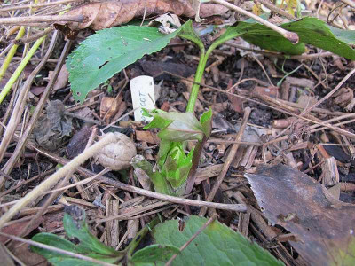 helleborus_apricot_80.jpg