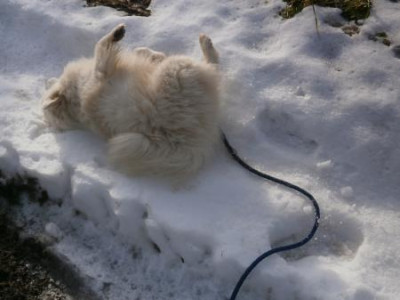 Eskimodog.jpg