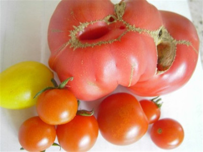 Tomatenmix_01.jpg