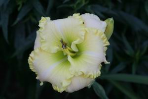 Green_Mystic_5286.jpg