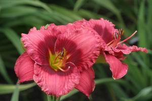 Cherry_Bust_5394.jpg