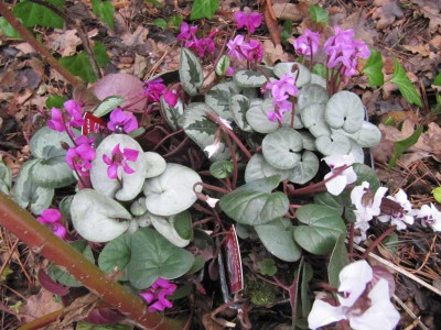 Cyclamen_Gieranfall_150110.jpg