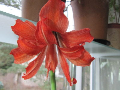 Hippeastrum_rot_gefullt_150110.jpg