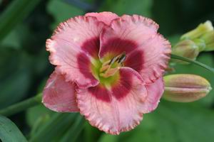 Cherry_Valentiene_5264.jpg