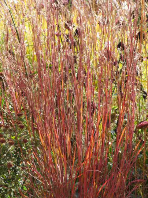 Andropogon_scoparius_Blue_Heaven.jpg