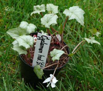 cyclamen_hederifolium_silver_leaf_2014-09_06_499.jpg
