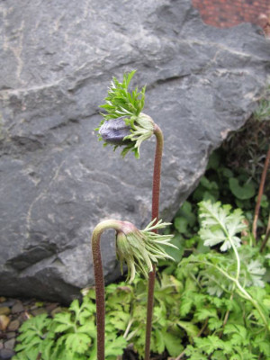 A.coronaria_Jan_15.jpg