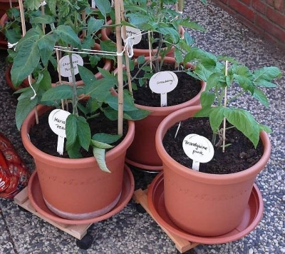 tomaten_mit_schild_2014-05-24_371.jpg