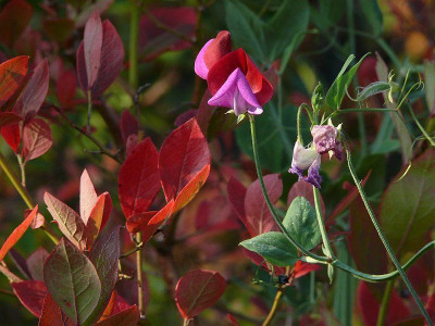 duftwicke_mit_herbstlaub_2014-10-05_645.jpg